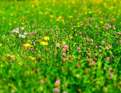 Growth summer flowers photo