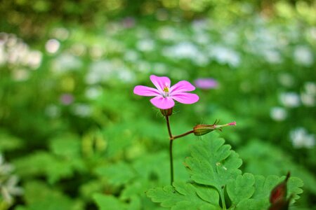 Blossom geraniaceae herb-robert