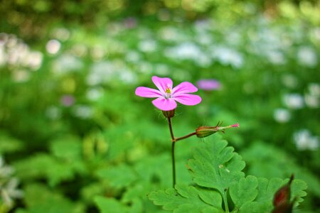 Blossom geraniaceae herb-robert photo