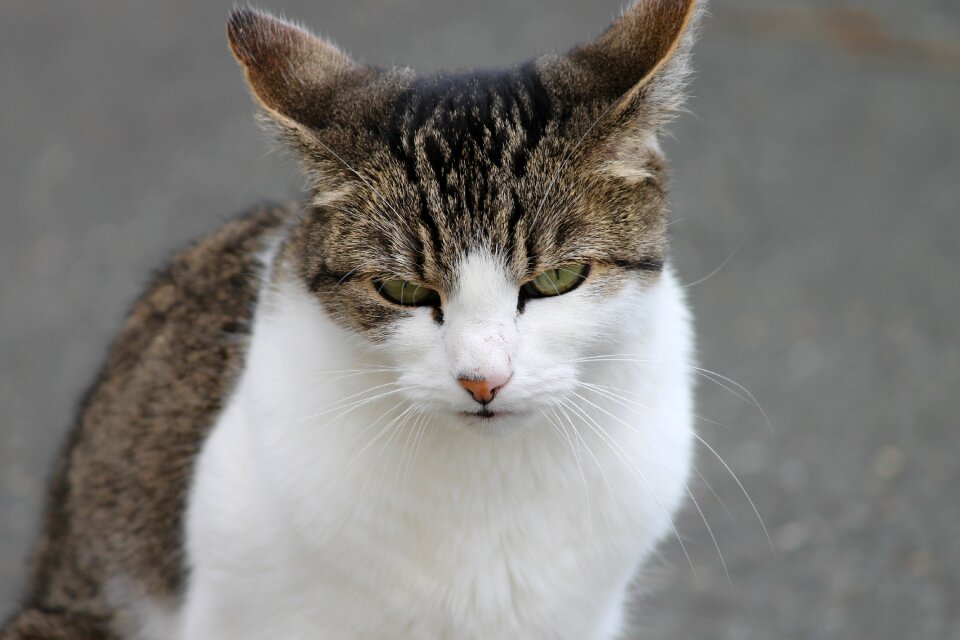 Green eyes mieze animal