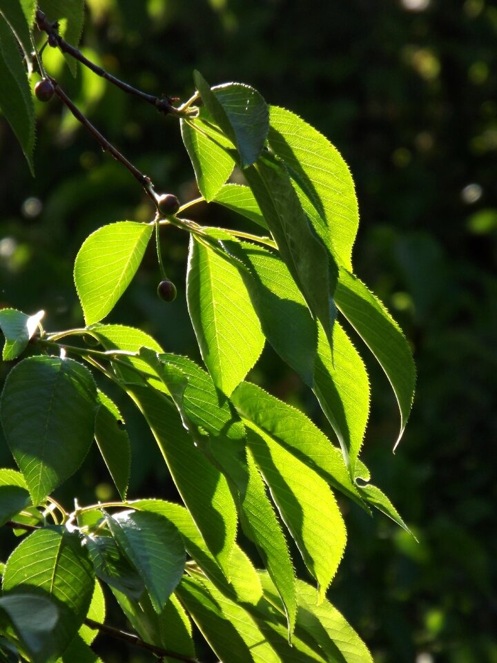Branch sun spring
