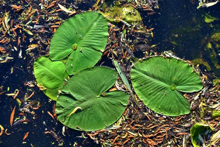 Leaf aquatic plant floating