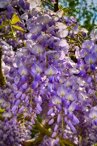 Flower tree summer photo