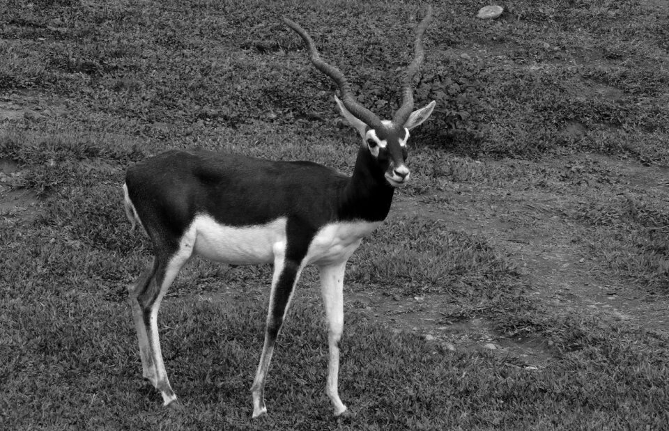 Animal antelope armenia