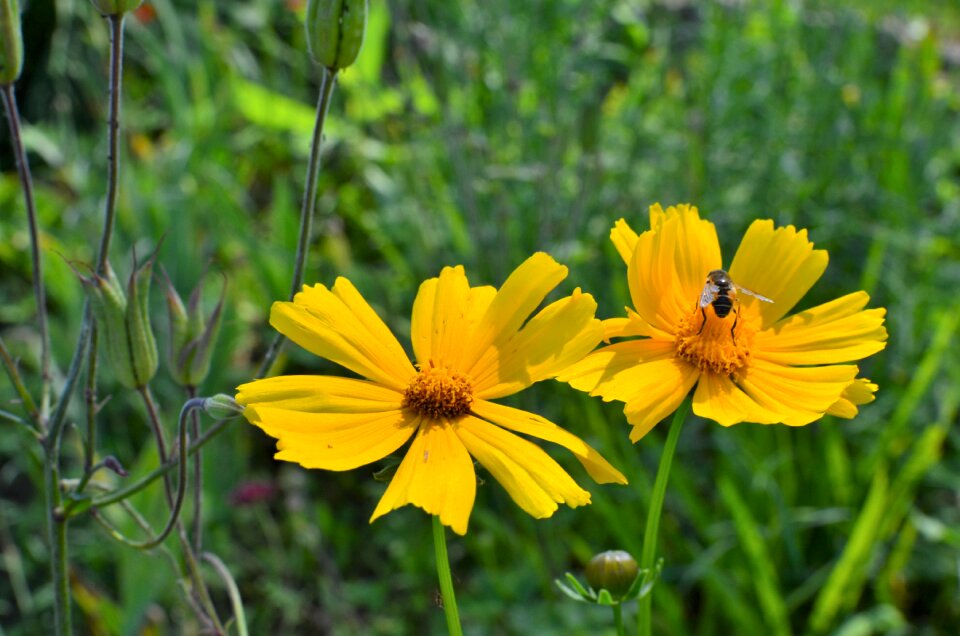 Spring nature yellow