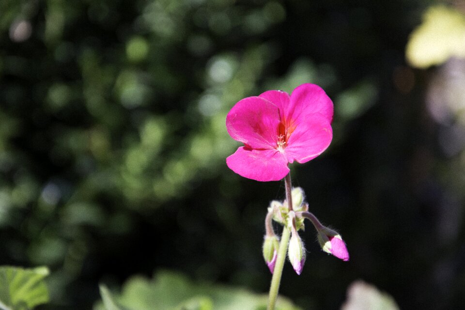 Petals pink supplies