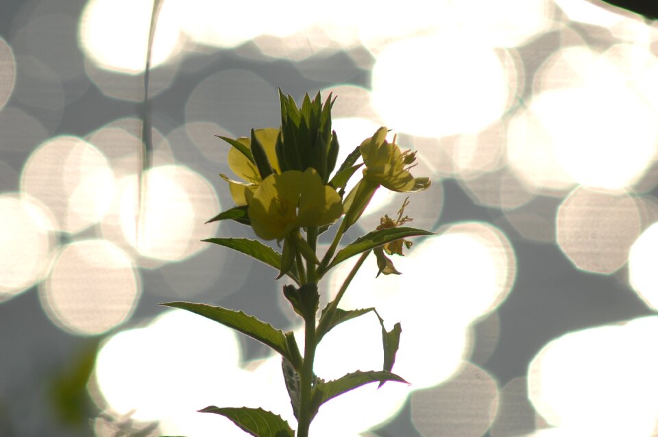 Light backlight evening primrose