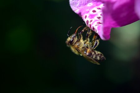 Insect flower macro