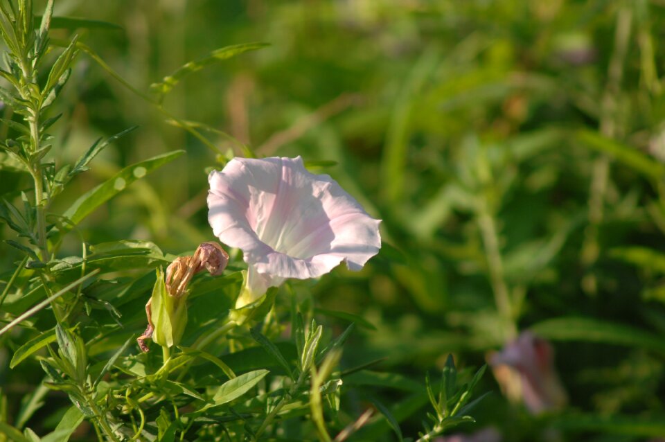 Bindweed flowers wildflower