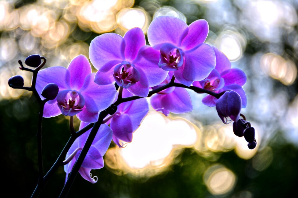 Garden petal blooming