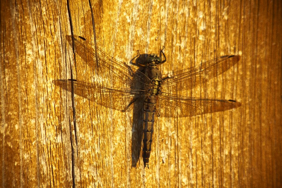 Nature insect hunter
