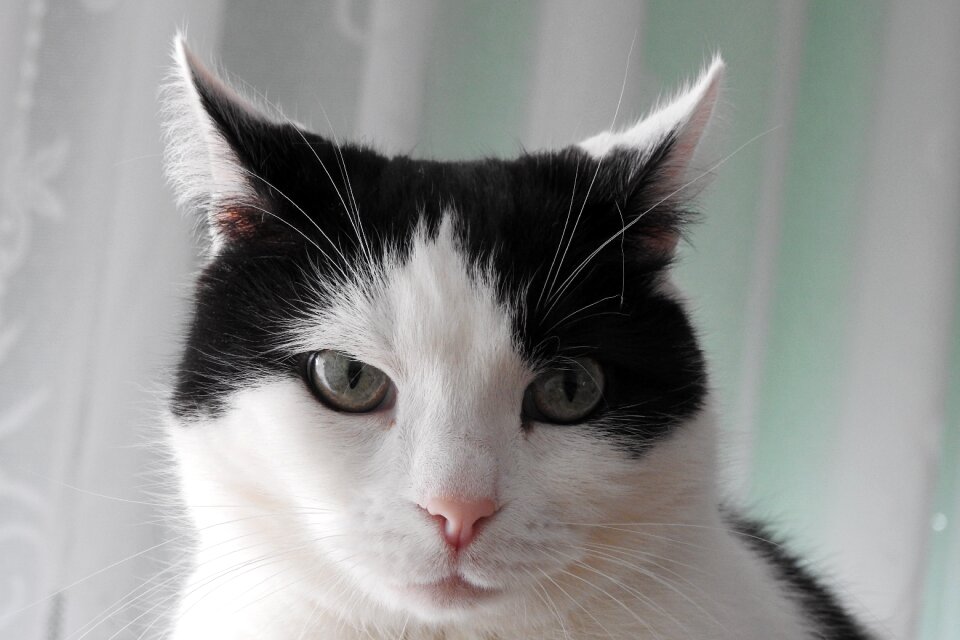 Fur portrait animals
