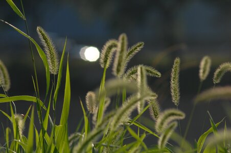 Backlight sunshine nature