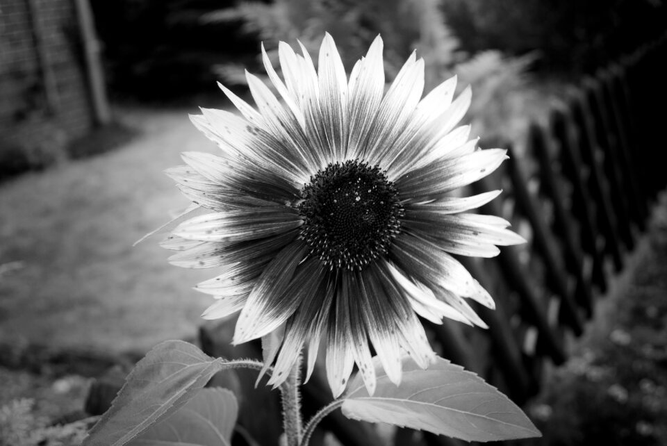 Plant close up black white