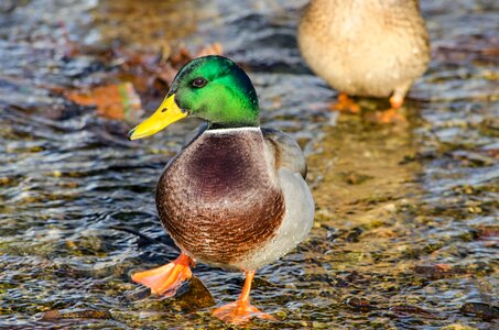 Animal river nature photo