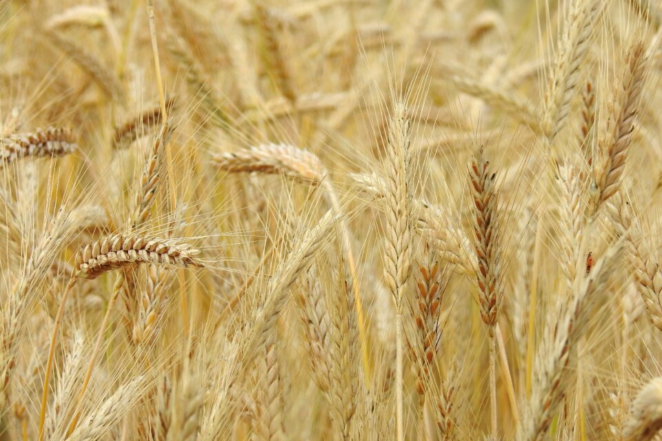 Grains summer grain
