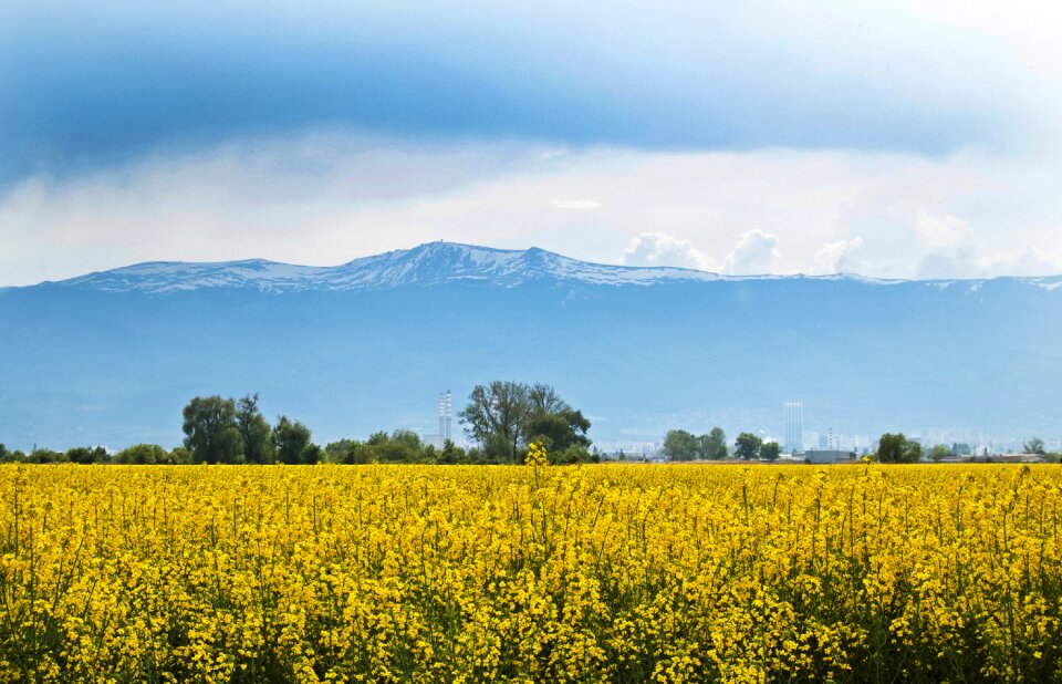 Rape seed yellow farming