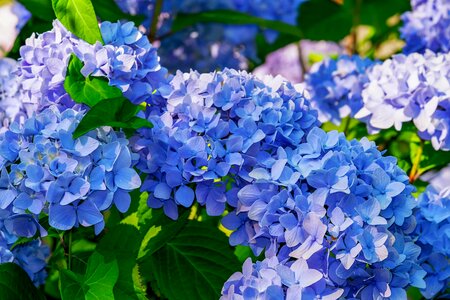 Blue bright bloom photo