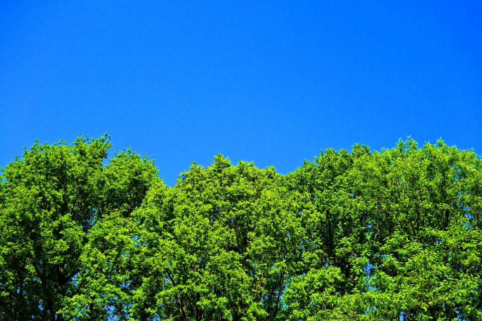 Green skies blue skies