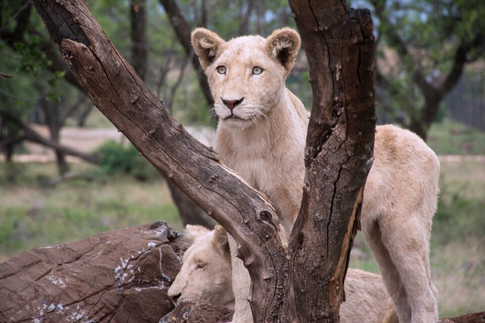 Wildlife nature lioness