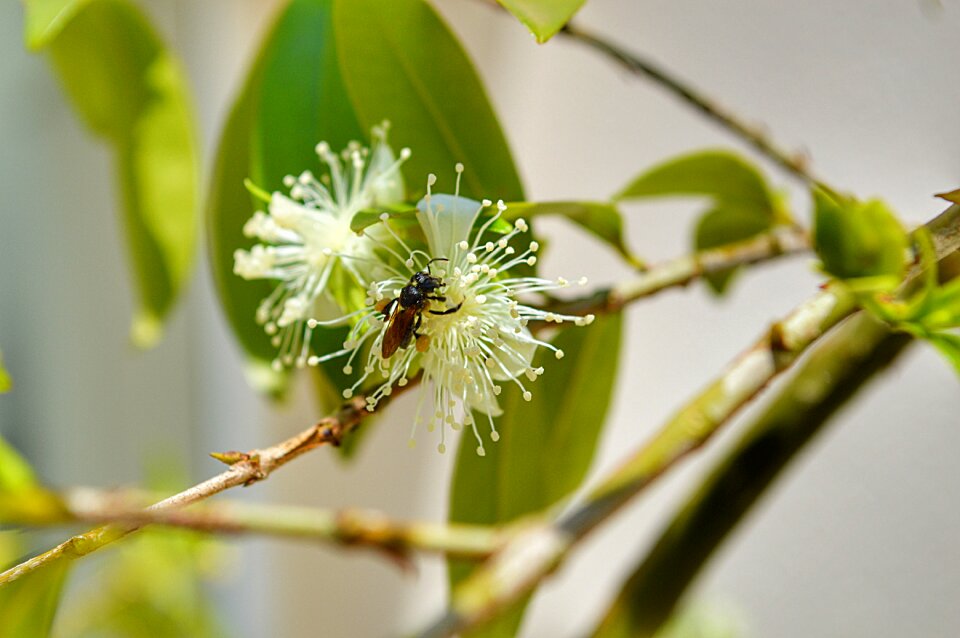 Tree flower nature