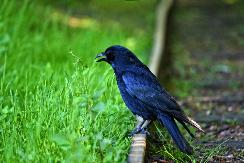 Wildlife corvus corvidae