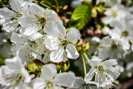 Plant nature cherry wood