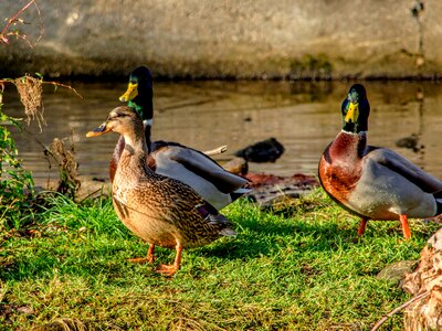 Nature birds floating
