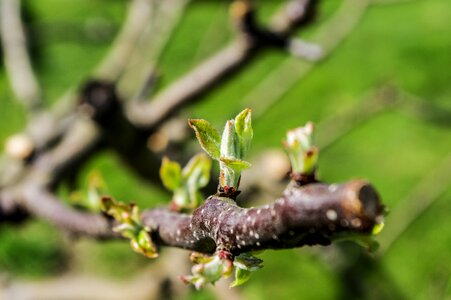 Leaf plant growth