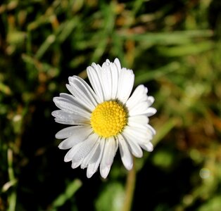 Blossom bloom plant