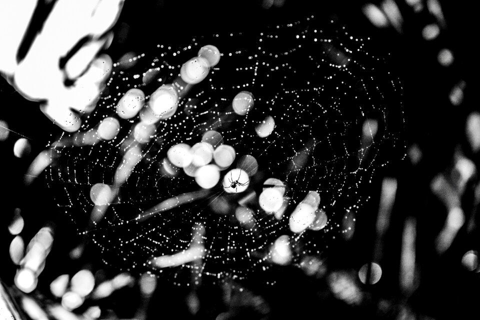 Black white contrast insect