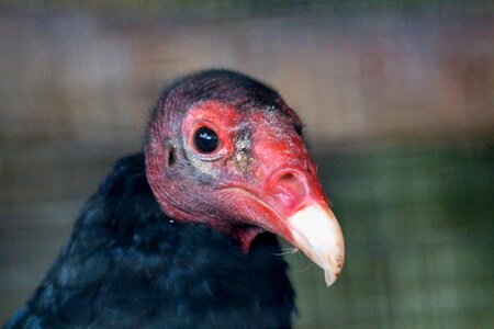 Turkey vulture bird beak photo