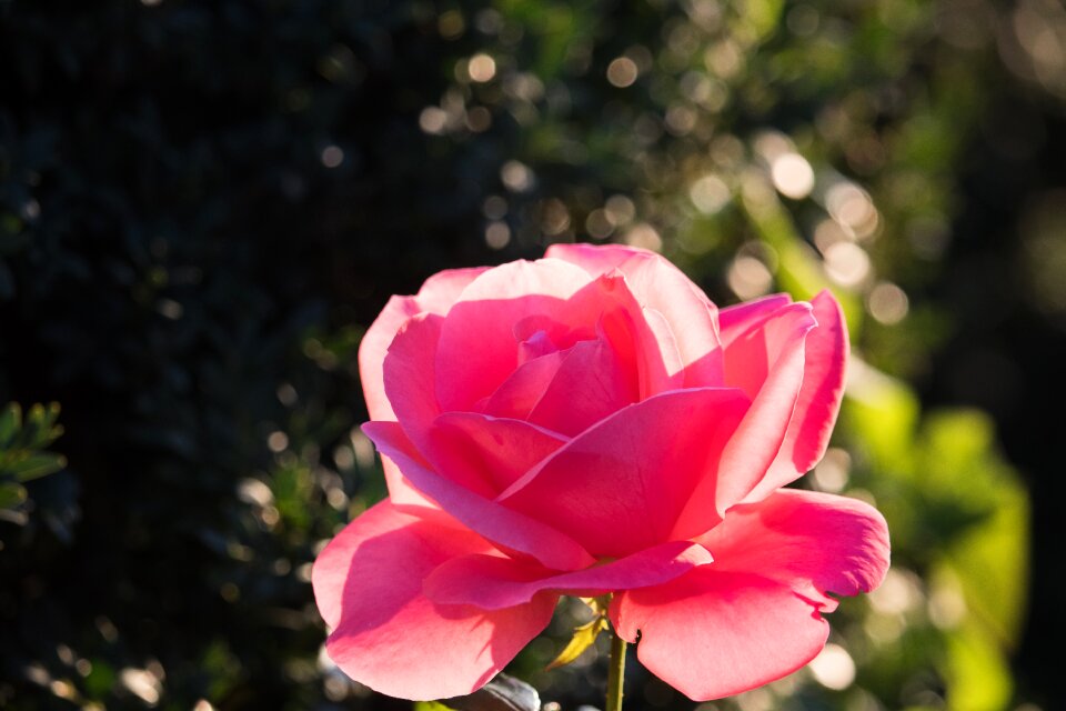 Flower plant ornamental plant