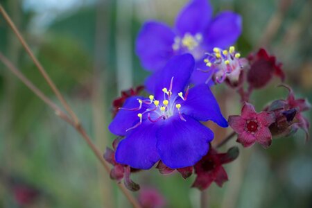 Plant beauty fragrance photo