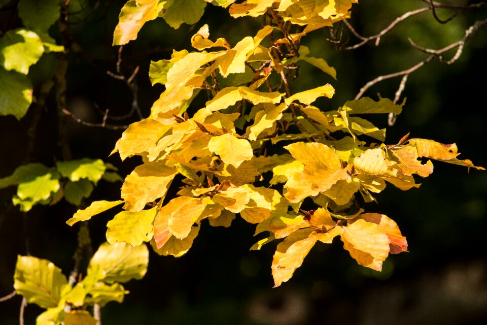 Nature tree golden photo