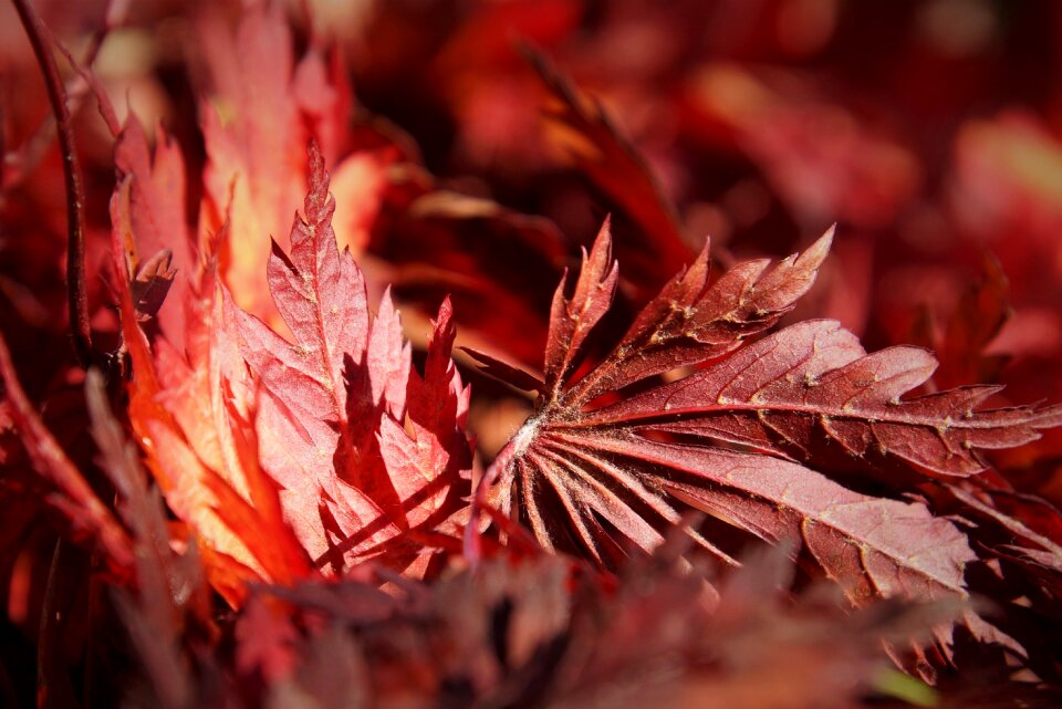 Red bright nature