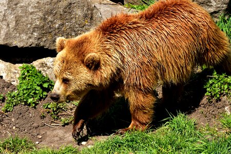 Wild animal furry dangerous