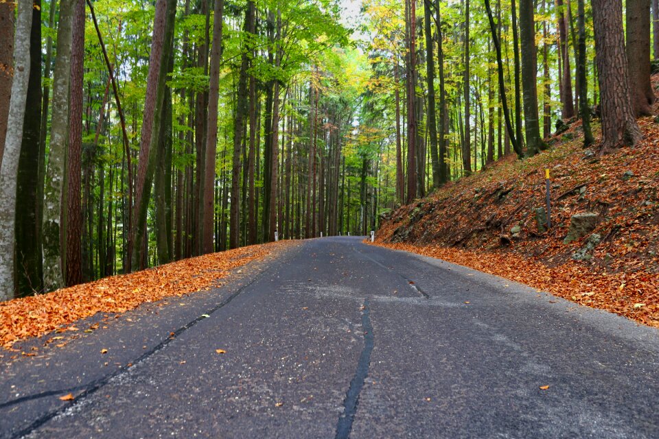 Landscape trees avenue