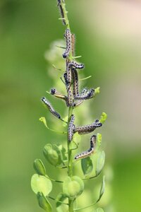 Insect larva summer photo