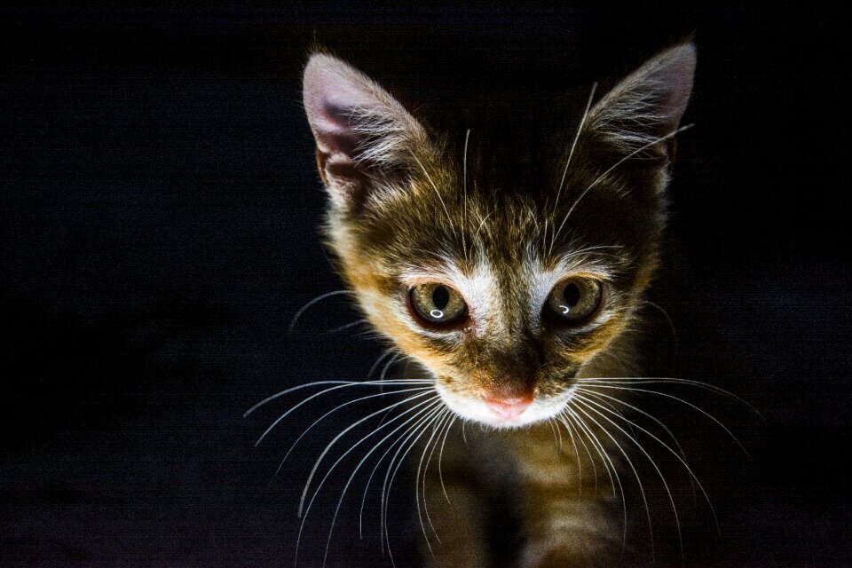 Cute kitten the dark