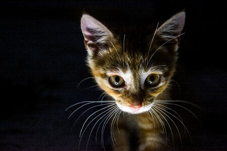 Cute kitten the dark