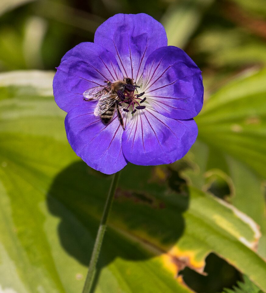 Plant ornamental plant garden