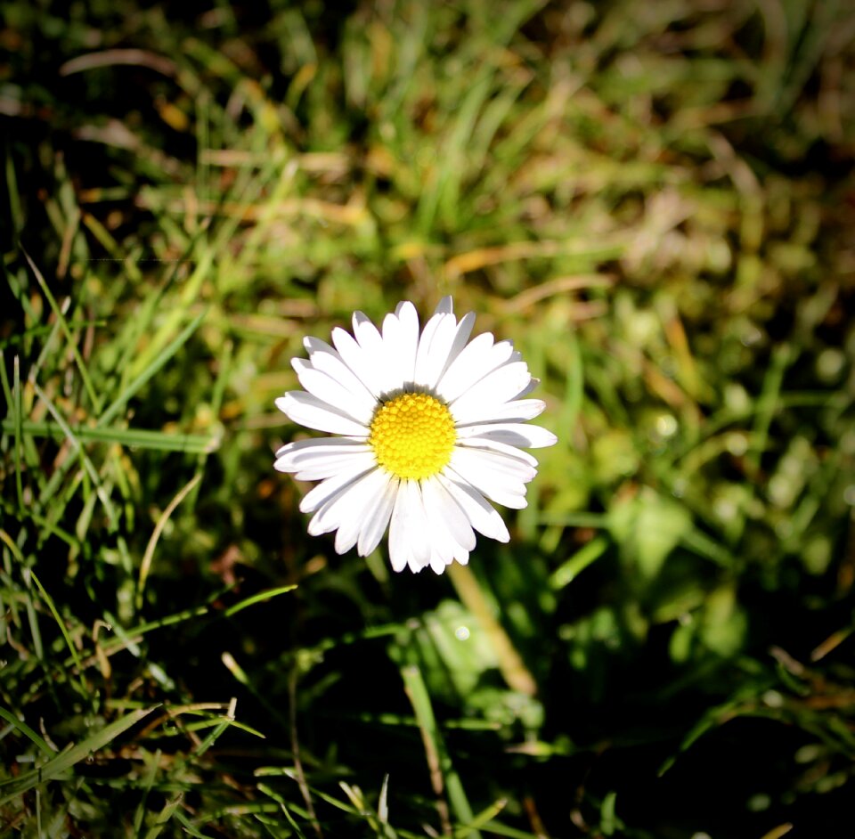 Flower bright pointed flower