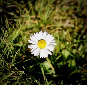 Flower bright pointed flower