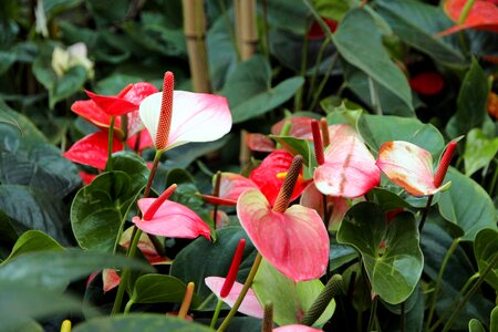 Flowers pink flower bloom