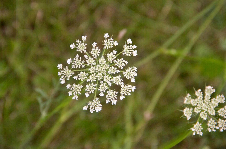 Wildflower summer environment