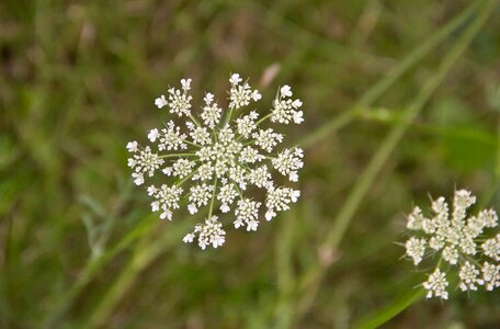 Wildflower summer environment