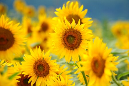 Sun flowers sunflower photo