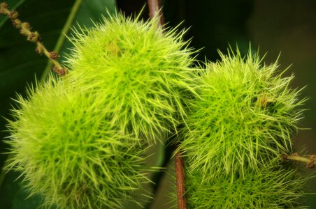 Seed seeds prickly