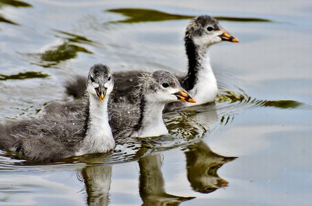 Nature waterfowl young